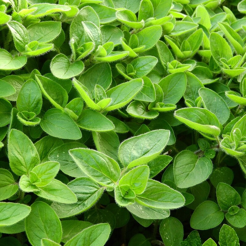Marjoram Organic Essential Oil - Thymus mastichina #11303