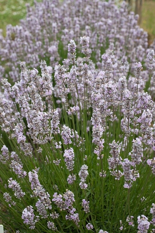 Lavender - Miss Katherine Essential Oil - Lavandula angustolia var. Miss Katherine