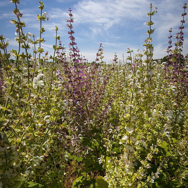 Clary Sage Organic Essential Oil - Salvia scalerea #21011841