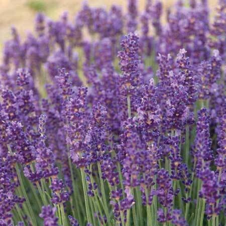 Lavender - Avice Hill Organic Essential Oil - Lavandula angustifolia var. Avice Hill - 190766