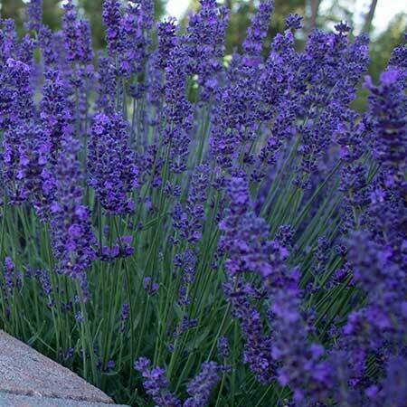 Lavender - Pacific Blue Organic Essential Oil - Lavandula angustifolia var. Pacific Blue