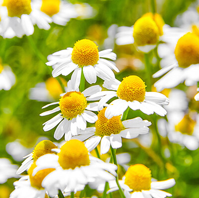 Chamomile, Roman  Organic Essential Oil - Chamaemelum nobile - 1808001