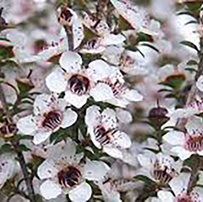 Manuka Essential Oil