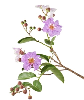 Banaba