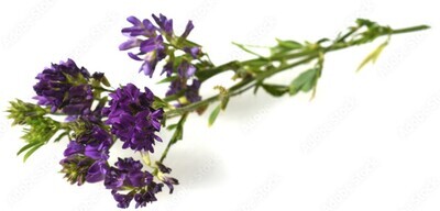 Alfalfa