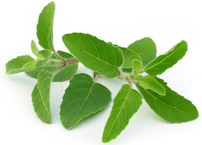 Basilikum / Tulsi