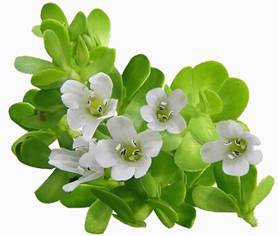 Brahmi