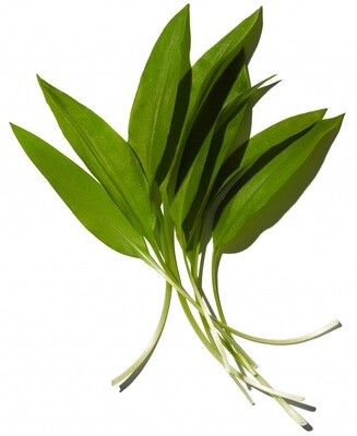 Brlauch
