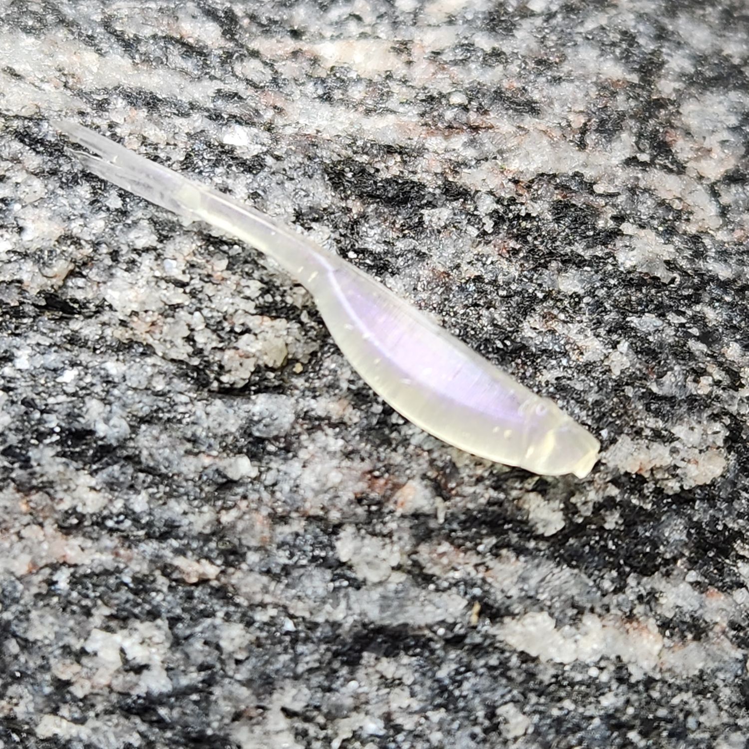1.25&quot; Split Tail Shad 50 pk