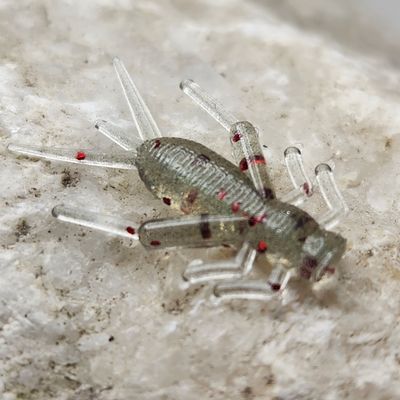 0.875 Cricket 50 pk