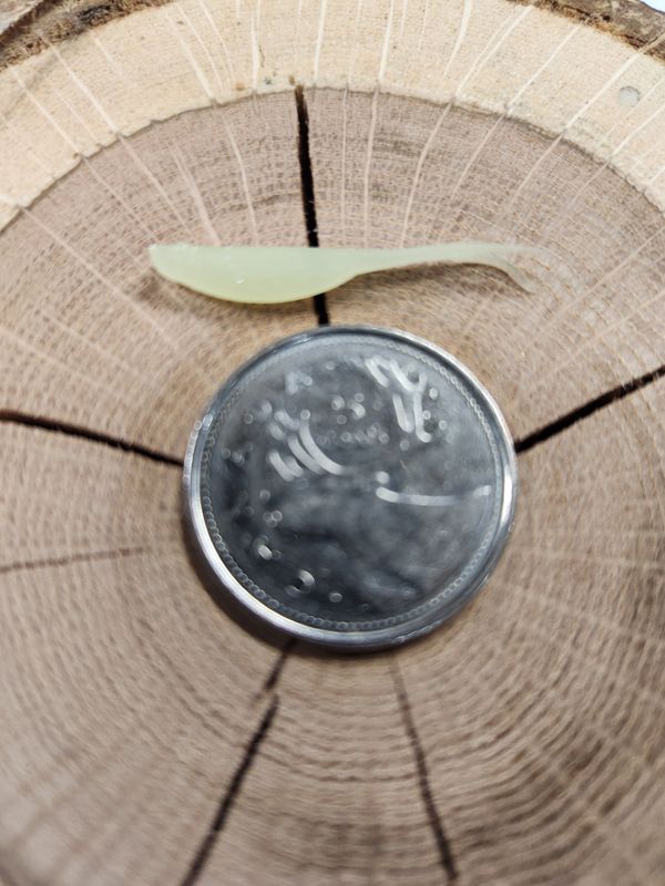 1.25" Split Tail Shad 50 pk