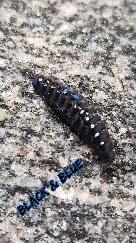 1" Waxie 20 pk