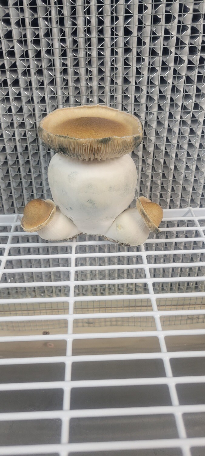 Chubby Penis Envy