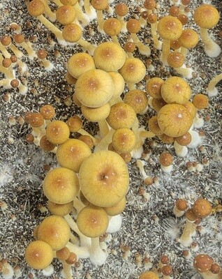 Golden Teacher