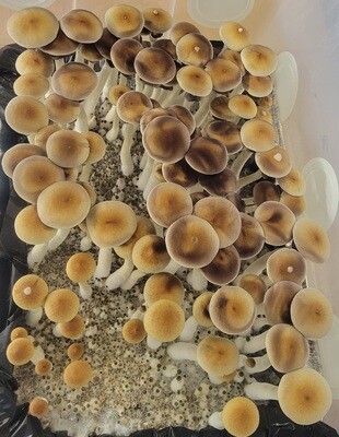 B+ Strain