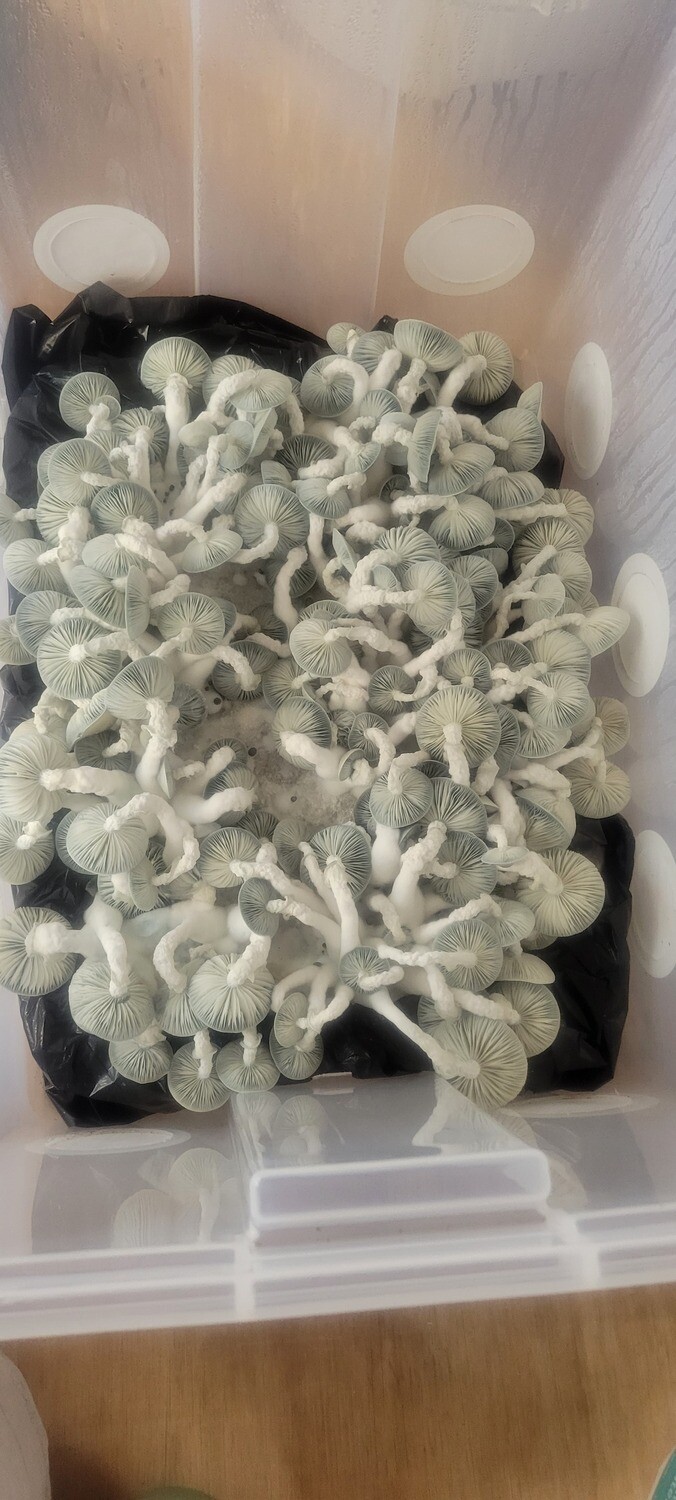 Jack Frost