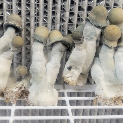 Albino Penis Envy
