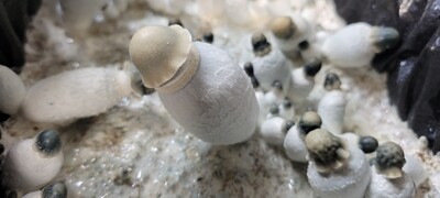Albino Riptide