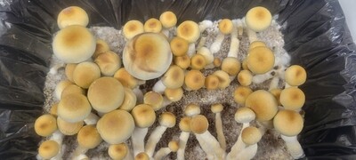 Fiji Strain