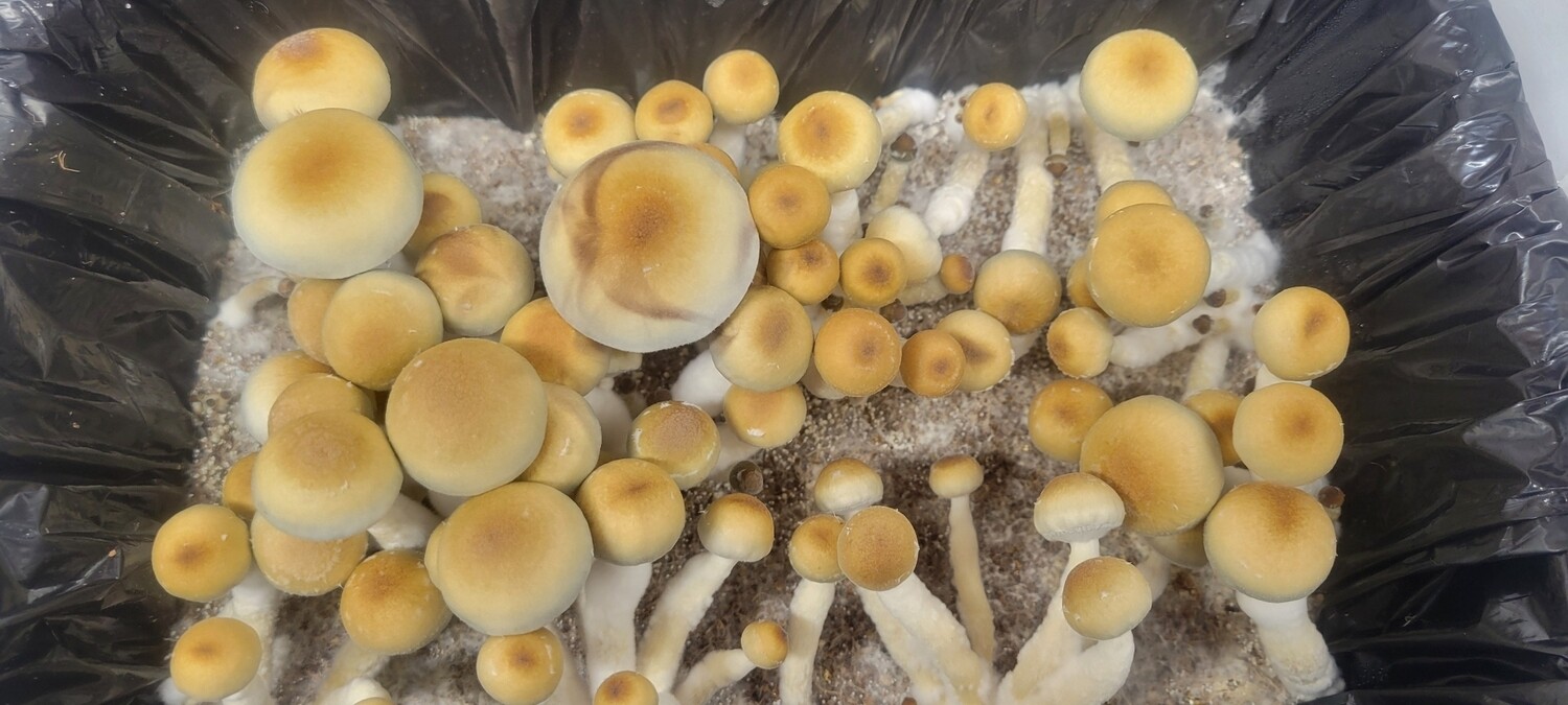 Fiji Strain