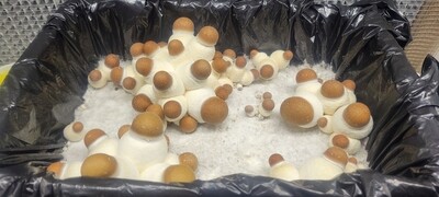Cluster Bomb