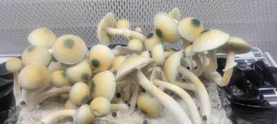 Leucistic Swamp Ghost