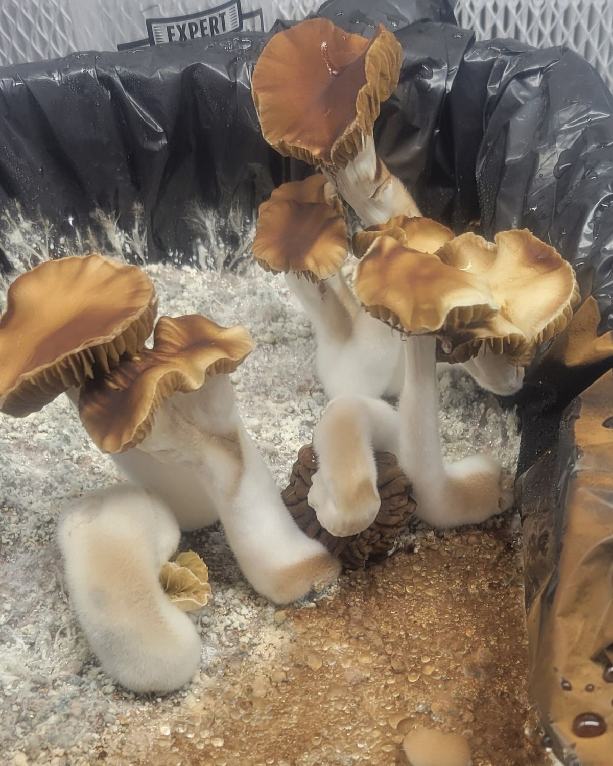 Horned Halo