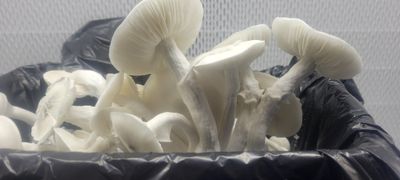 Albino Malabar BML