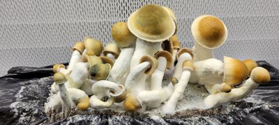 Penis Envy