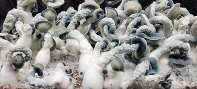 Albino Penis Envy