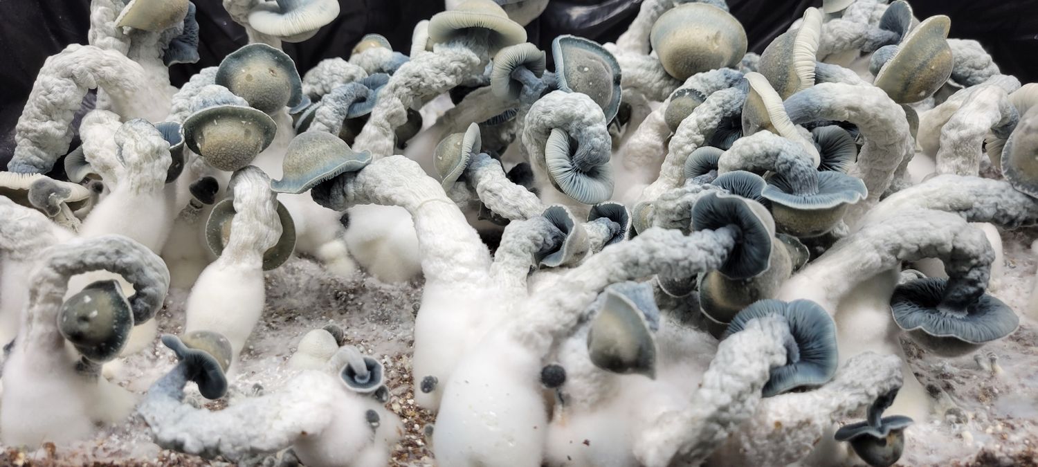 Albino Penis Envy