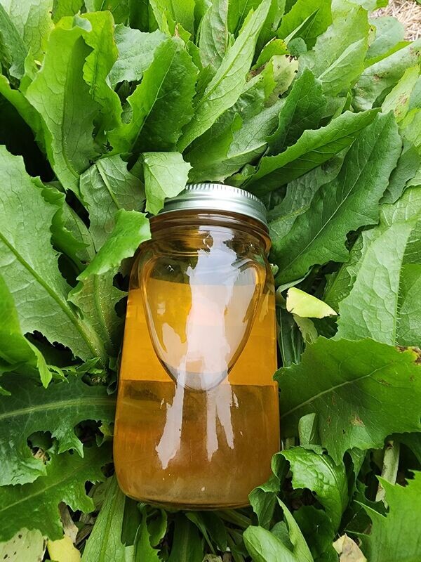 Wild Lettuce Tincture (natural pain relief)