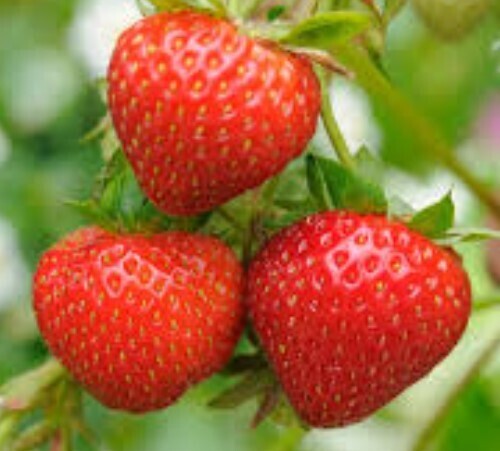 Strawberries punnet