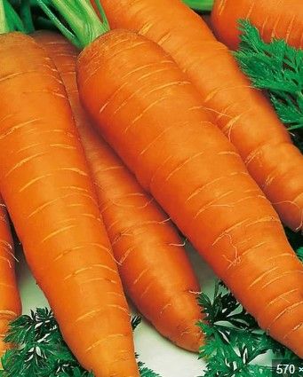 Carrot - loose 50c or 1 kg bag $2.50