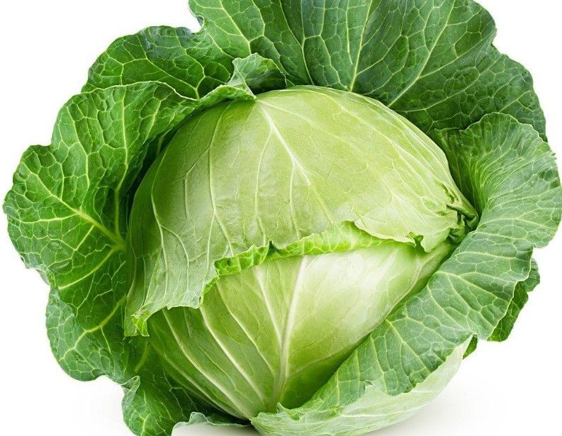 Cabbage -drumhead whole