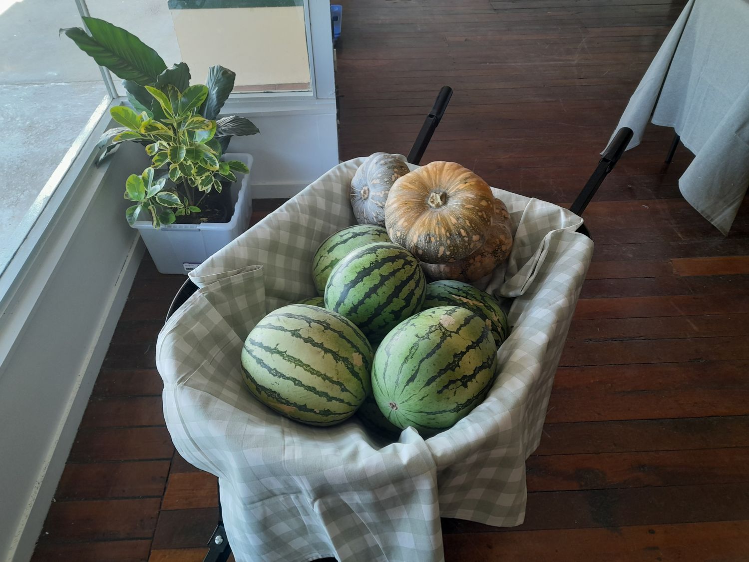 Watermelons (mini seeded)