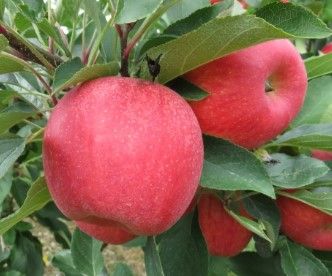 Apples Pink Lady 90c each or $4.50 kg