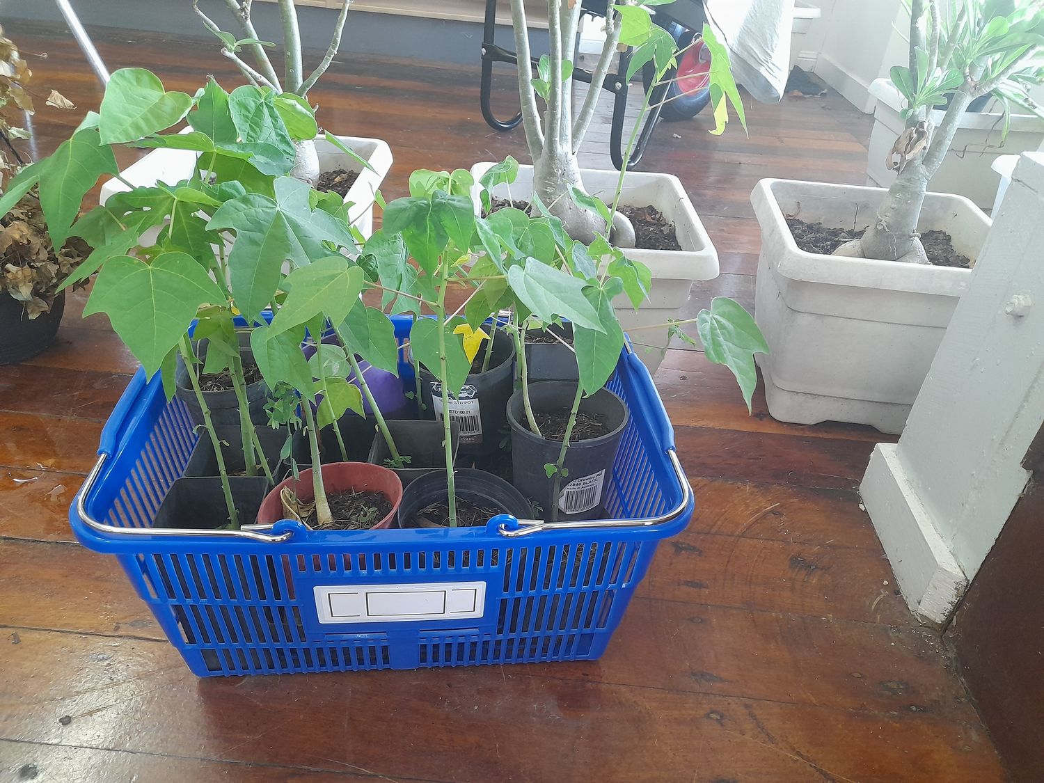 Red female pawpaw seedlings