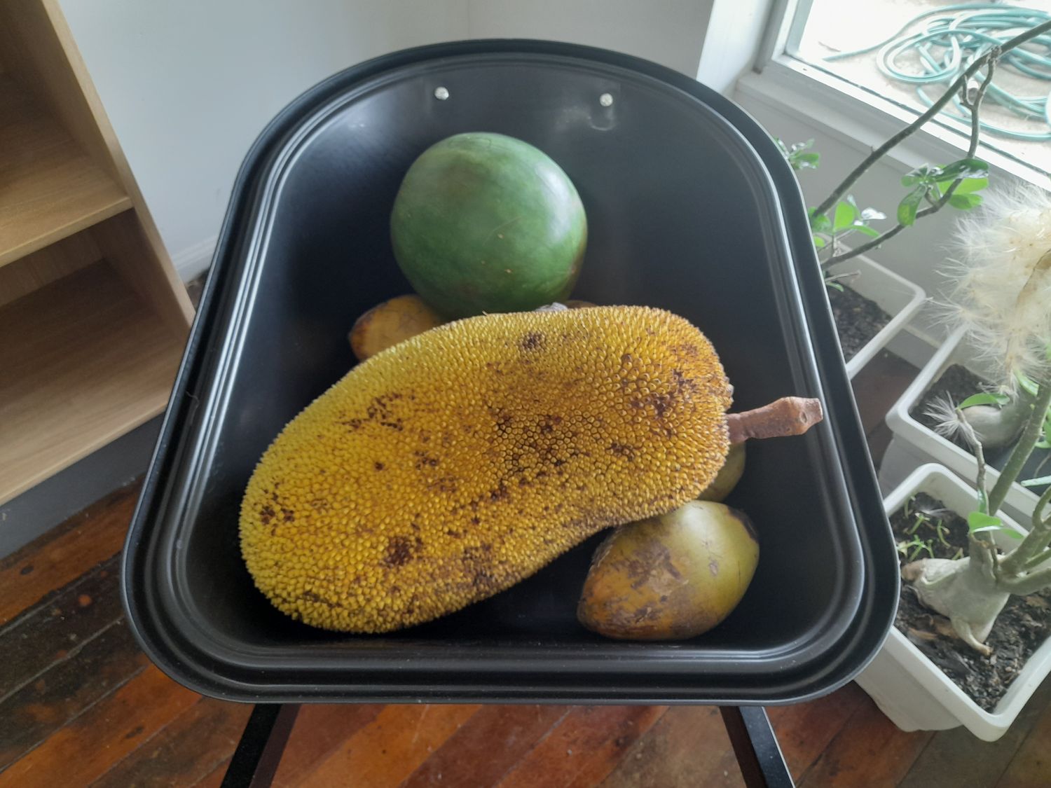 JACK FRUIT (LARGE)