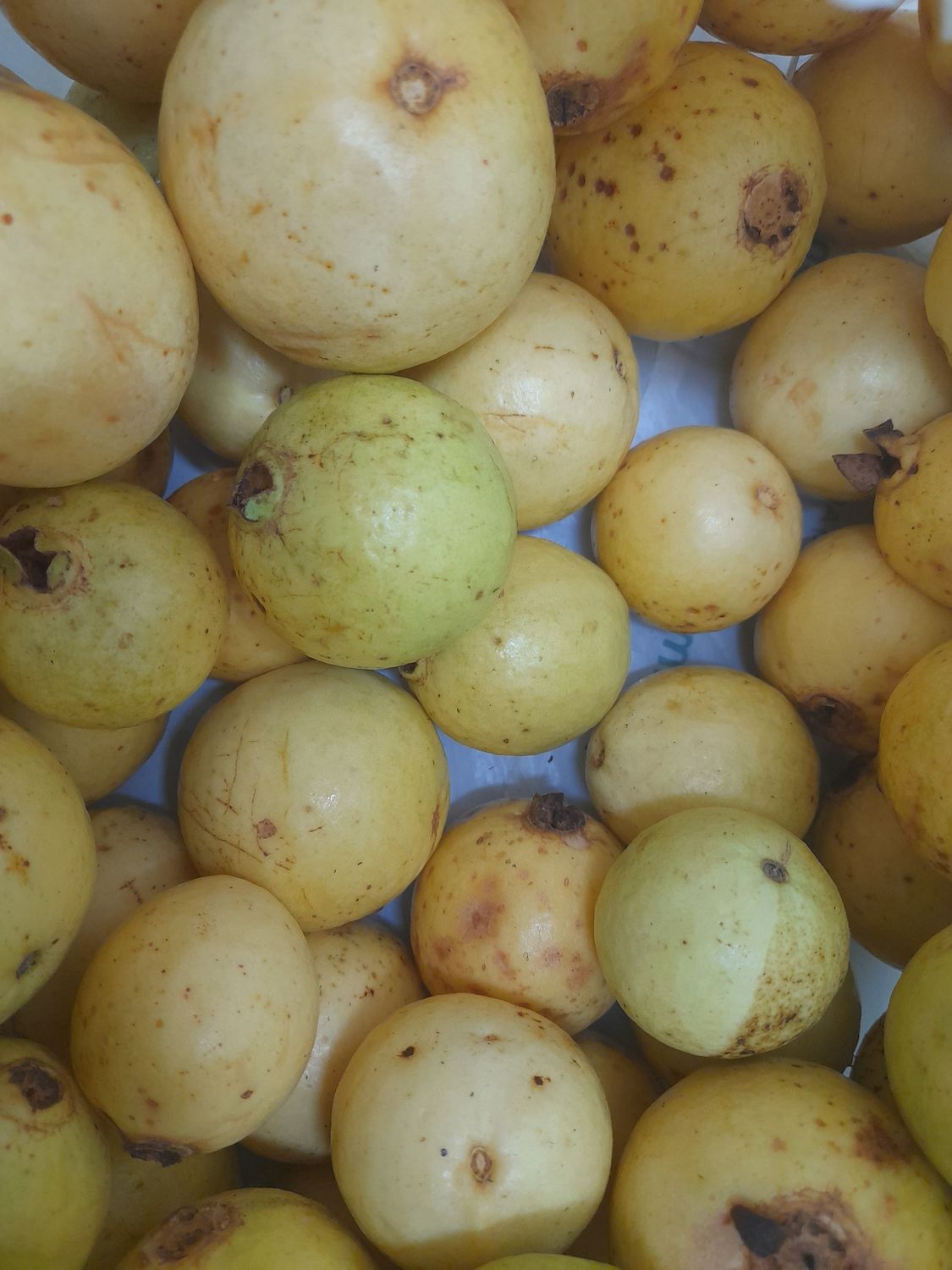 GUAVAS  20cents each or get some free when you purchase an assorted fruit and veg box