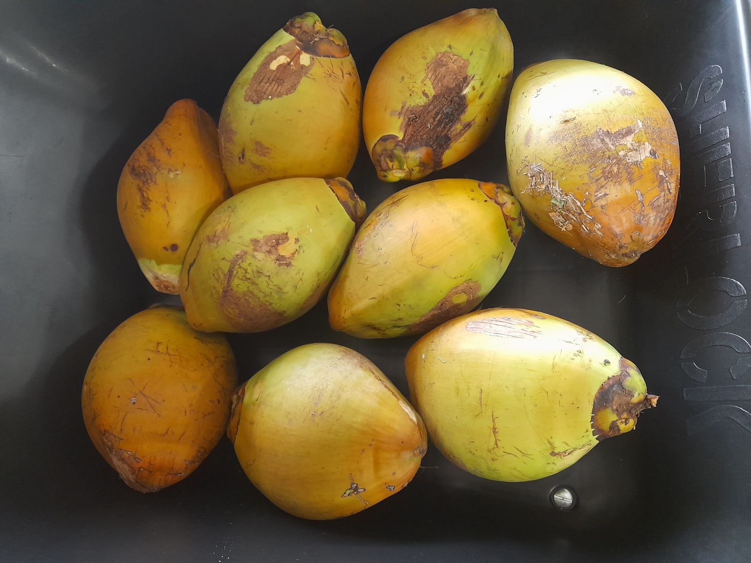 Coconuts 50 cents each or get one free with your next fruit and veg box