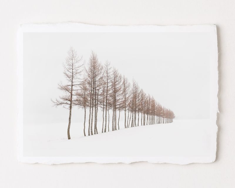 A Row of Trees - Special Limited Edition on handmade Washi Paper