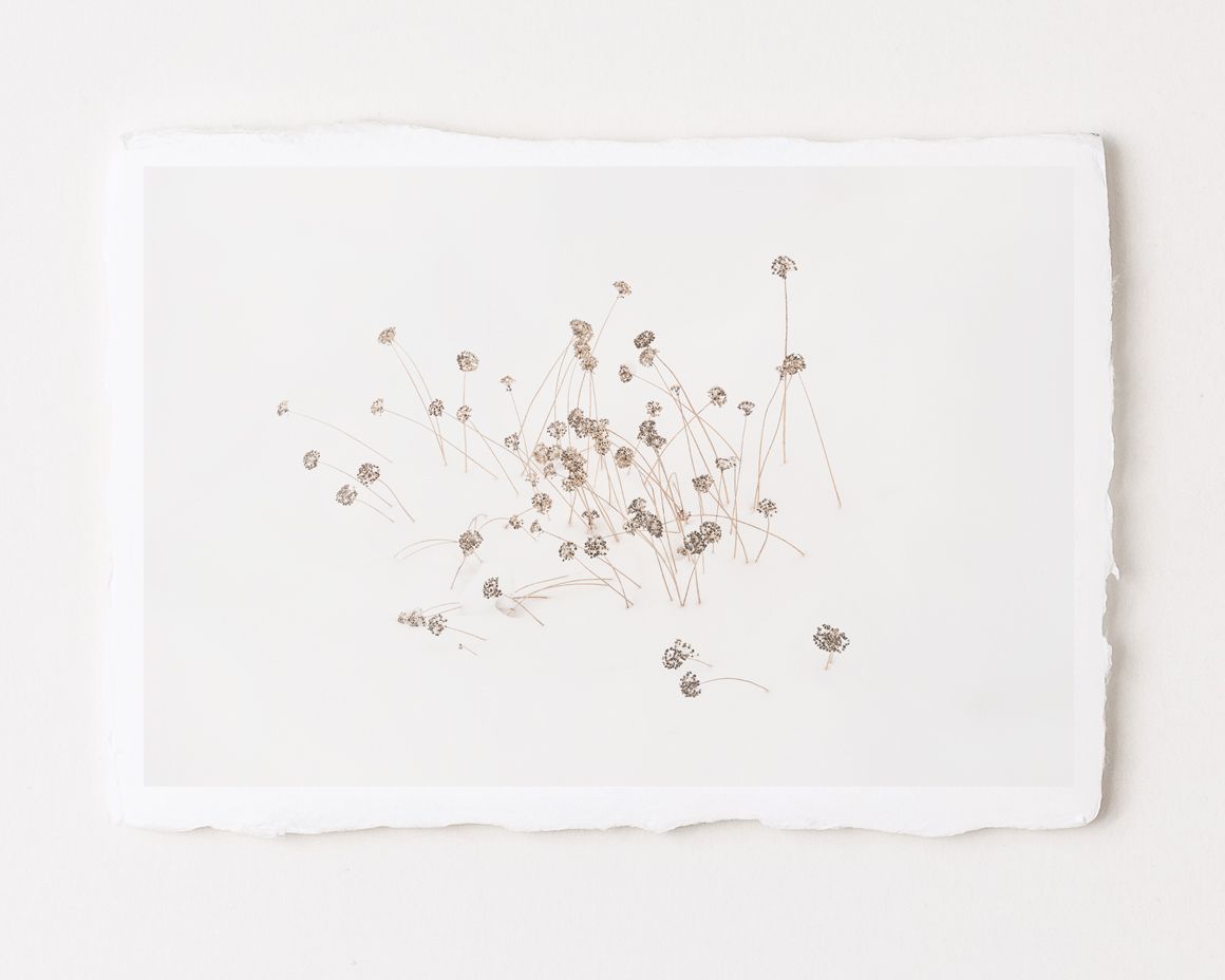 Calligraphy XXX - Special Limited Edition on handmade Washi Paper