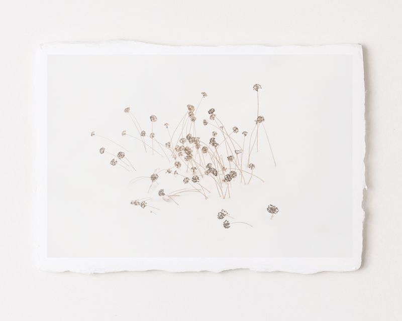 Calligraphy XXX - Special Limited Edition on handmade Washi Paper