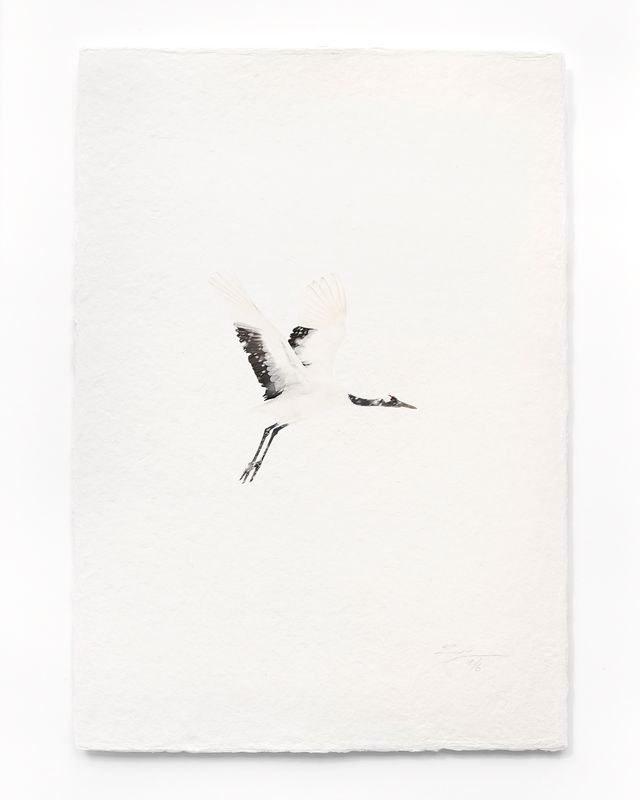 Tanchōdzuru #019 - Limited Edition Print on handmade Washi Paper