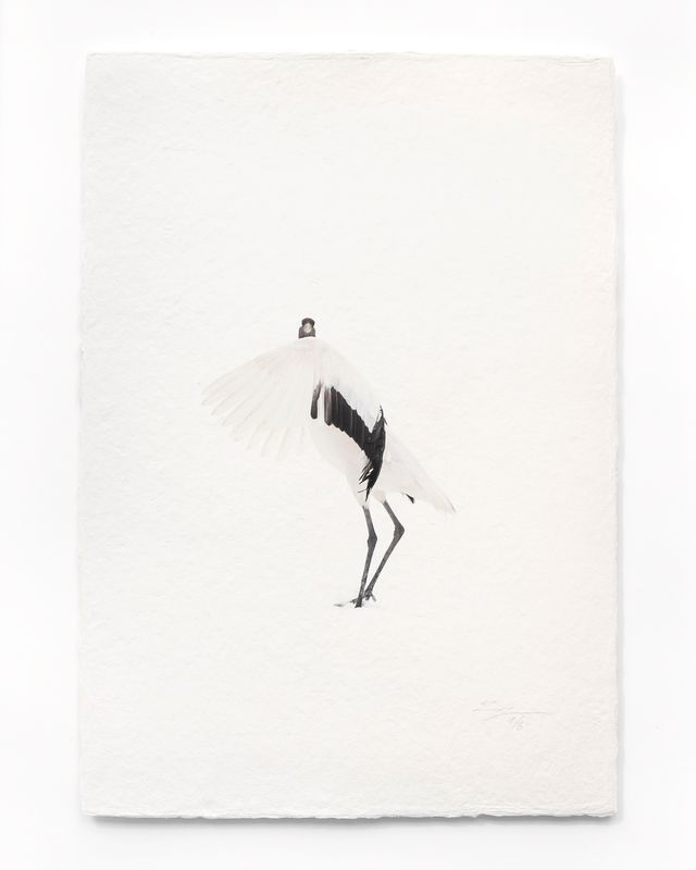 Tanchōdzuru #041 - Limited Edition Print on handmade Washi Paper