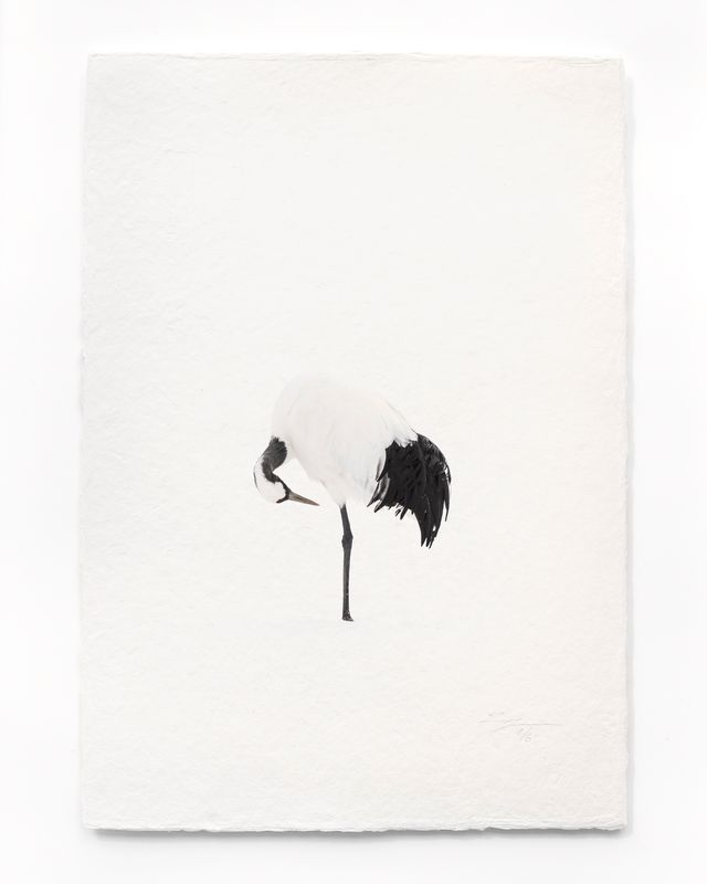 Tanchōdzuru #045 - Limited Edition Print on handmade Washi Paper