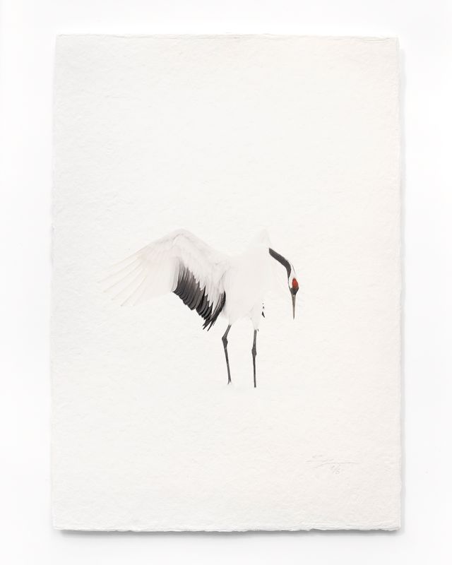 Tanchōdzuru #055 - Limited Edition Print on handmade Washi Paper