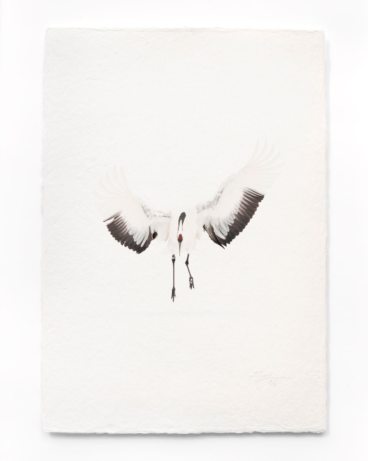 Tanchōdzuru #076 - Limited Edition Print on handmade Washi Paper
