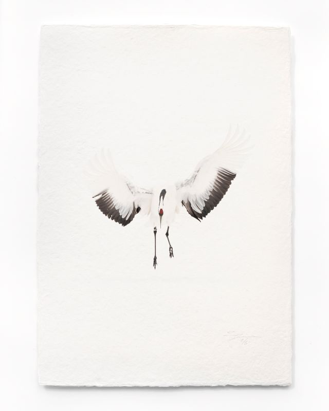 Tanchōdzuru #076 - Limited Edition Print on handmade Washi Paper